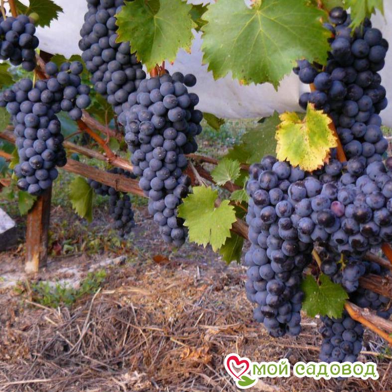 Виноград Рубиновый Магарача