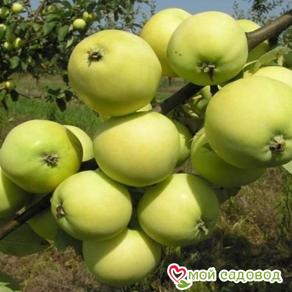 Яблоня Папировка